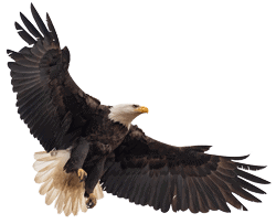 Eagle flying